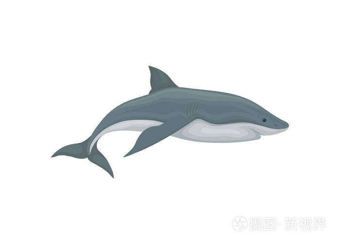 鲨鱼游泳海洋动物, 侧视图向量例证在白色背景