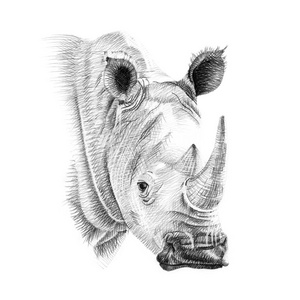 犀牛在铅笔手工绘制的肖像