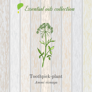 纯精油集合，toothpeak 植物，ammi 比斯纳加。木纹理背景
