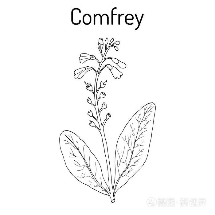 紫草科植物聚合铁皮石斛或正骨knitbone是吗滑根药用植物