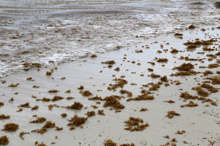 早晨在多米尼加共和国巴瓦罗海滩上。扔在沙滩上的海藻