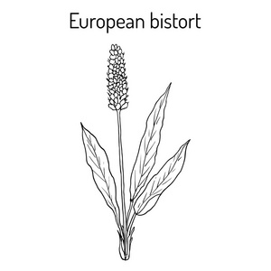 欧洲拳参厚朴或 snakeweed，dragonwort，药用植物