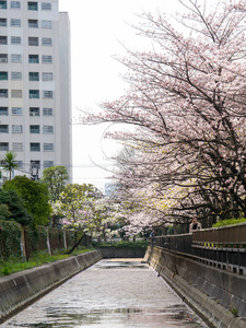 在日本的樱花