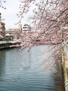 在日本的樱花