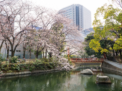 在日本的樱花