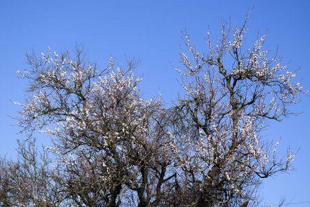 盛开的野生杏在花园里。春天开花的树。杏花授粉