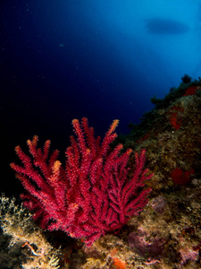 地中海的柳珊瑚，蓝色背景