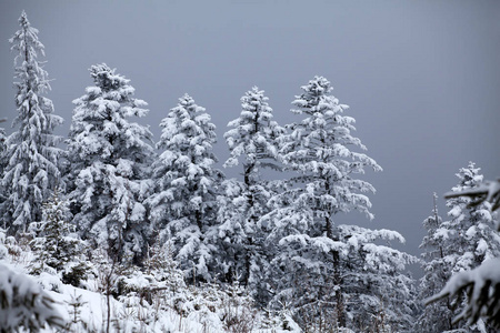 圣诞节和新年背景与冬天树在山覆盖以新鲜的雪魔术假日背景