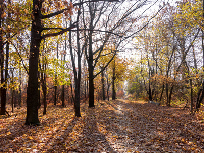 五颜六色明亮的秋天城市公园。树叶落在地上。秋天的森林风景与温暖的颜色和小径覆盖着树叶, 进入现场。一条穿过树林的小路展示了惊人的