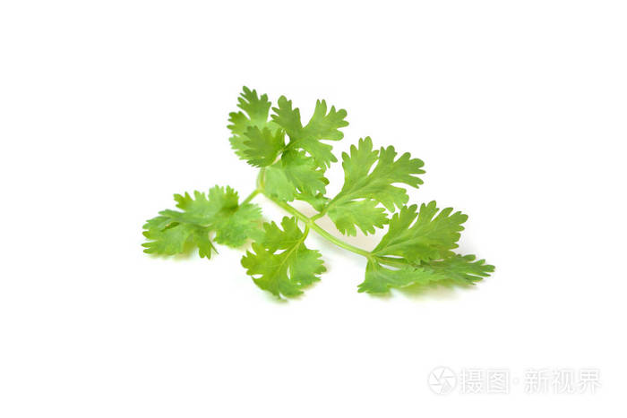 香菜叶上白色背景分离