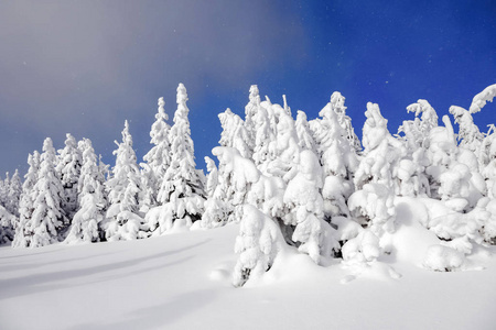 远高山区覆盖着白雪站几青翠的树木，在神奇的雪花在原野上一个美丽的冬天