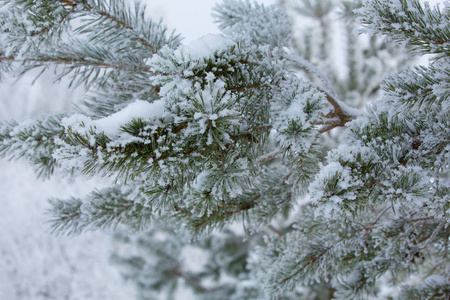 白雪覆盖的冬松分枝