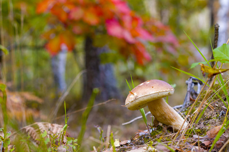 大牛肝菌蘑菇生长在森林