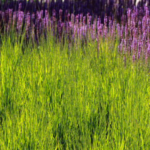 新鲜的紫色薰衣草