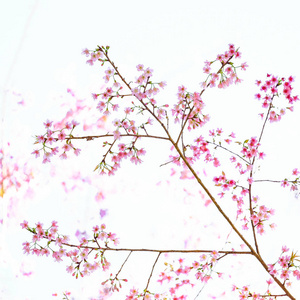粉红色的樱花，孤立的白色背景上的樱花