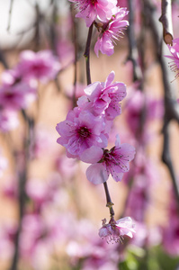 梅花榆叶梅观赏粉红色开花春天树, 惊人美丽的树枝与全双粉红色的花朵在阳光下