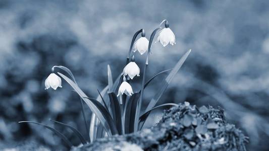 春天的雪花花。leucojum 弗纳姆 carpaticum美丽盛开的鲜花，在森林里与天然彩色背景