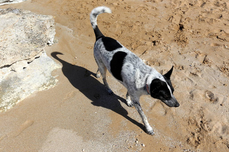 狗沿着地中海沿岸走在海滩上