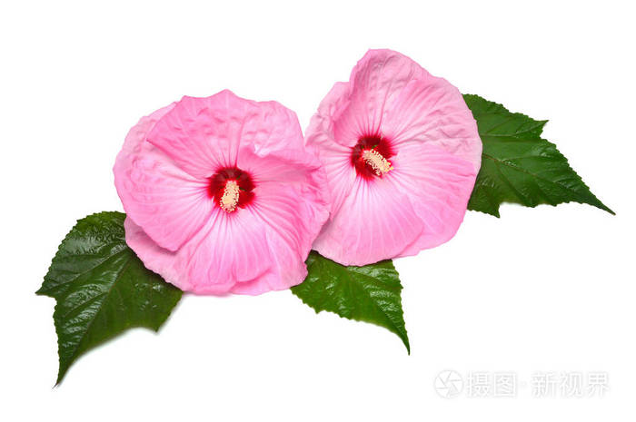 粉红色的芙蓉花与在白色背景查出的 ieaf.平面布局, 顶部视图