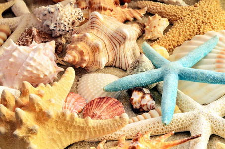 海贝壳作为背景。贝壳
