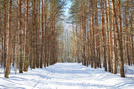 美丽的冬季森林在阳光和寒冷的天气降雪后