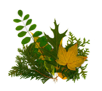 一套干燥的叶子隔离在白色背景平的放置和顶视图。黄色和绿色秋叶收藏的工作室照片