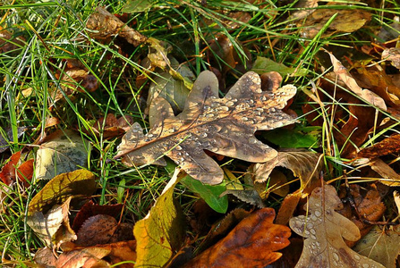 秋天的霜冻过后, 橡木的落叶与晨露的滴