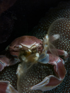 海蟹在其栖息地与宏观