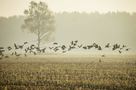 在雾蒙蒙的早晨, 在沼泽附近的日出中, 美丽的迁徙鹅群。拉脱维亚, 欧洲的秋天风景
