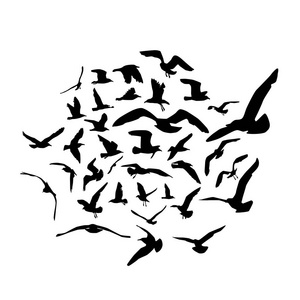 海鸥黑色剪影在白色背景。向量例证