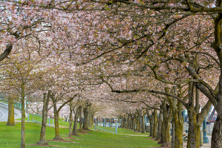 一排排的樱花树在春天