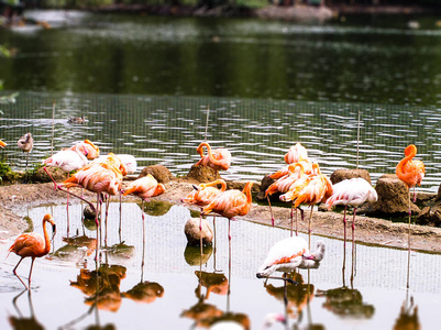 池塘上的粉红色的火烈鸟