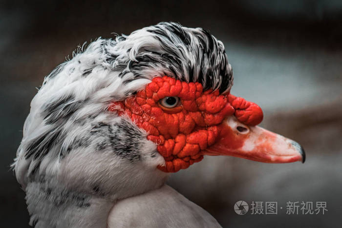 眼睛紧 鲜艳的色彩 城