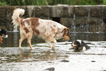 澳大利亚牧狗在河里救它的小狗图片