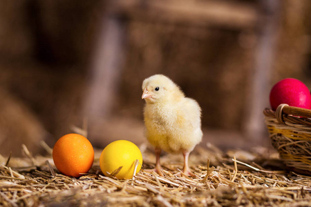 黄鸡在干草堆，黄色的小鸡，困新生儿黄色小鸡在窝里，新生儿鸡在干草窝蛋，鸡与复活节彩蛋
