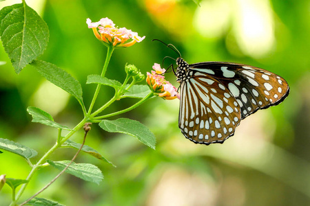 蝴蝶在花自然背景软焦点