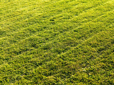 草坪公园或足球场上修剪草的特写镜头。抽象自然背景图像