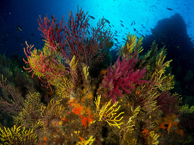 海底有珊瑚和宏