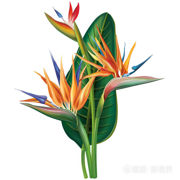 鹤望兰朵花的白色