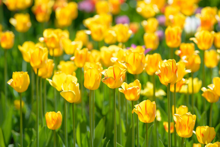 黄色的紫色红色郁金香花。郁金香芽。开花郁金香田