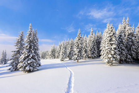 在一个寒冷的美丽的一天之间的山脉是神奇的树木覆盖着白色蓬松的雪对 idyllicl 的景观。游客的风景。宽阔的小径通向雄伟的冬季