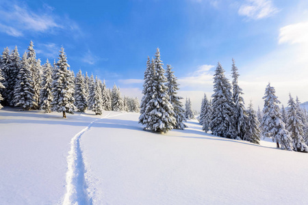 在一个寒冷的美丽的一天之间的山脉是神奇的树木覆盖着白色蓬松的雪对 idyllicl 的景观。游客的风景。宽阔的小径通向雄伟的冬季