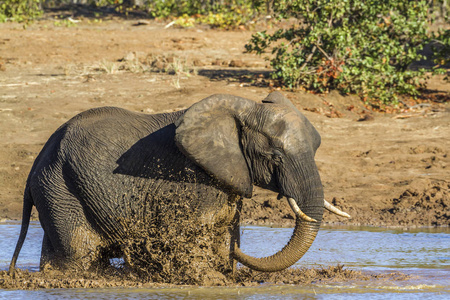 非洲布什大象在南非克鲁格国家公园