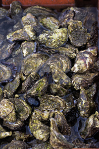 牡蛎养殖场养殖爱尔兰