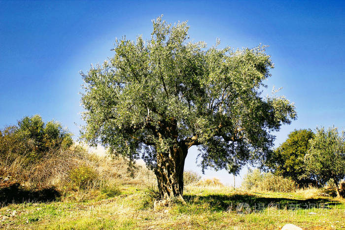 希腊西南 peloponnese 卡拉马塔的橄榄树丛