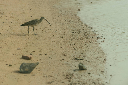 走在湿的沙滩，沿着海边的可爱灰色鸟