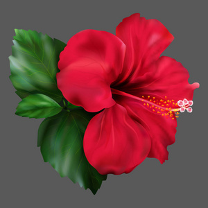 红芙蓉 karkade 热带奇葩植物载体