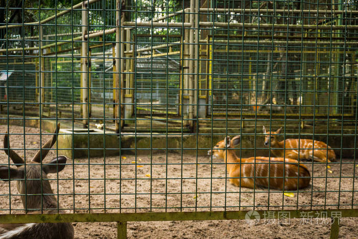鹿在笼子里 ragunan 动物园照片摄于印度尼西亚雅加达休息
