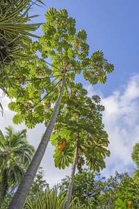 森林里的 Cecropia 树