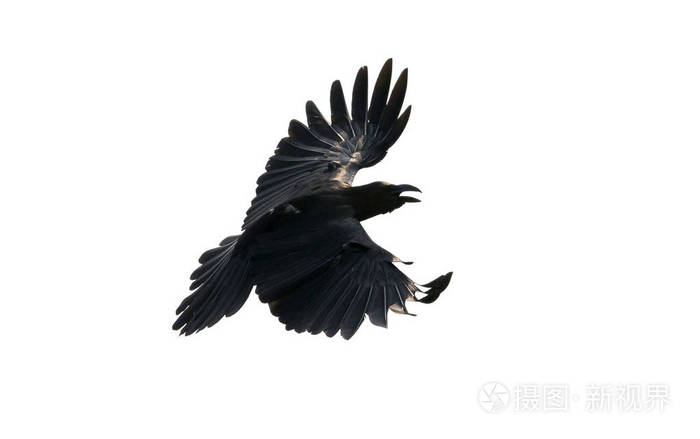 关闭了羽毛的黑乌鸦飞分离的白色背景